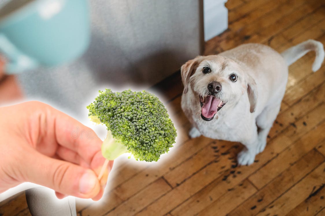 Can-Dogs-Eat-Broccoli