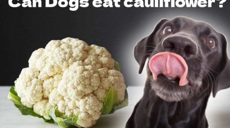 can-dogs-eat-cauliflower