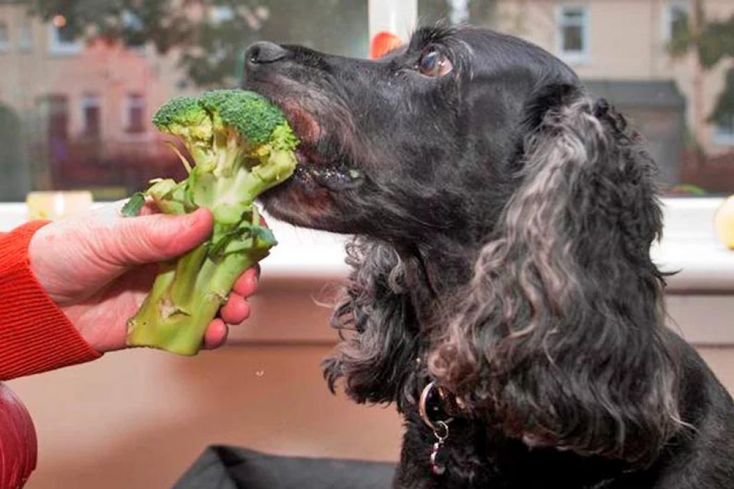 dog eats broccoli