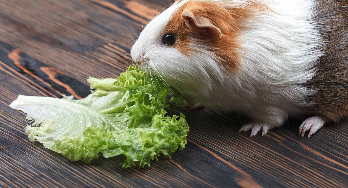 Guinea Pig Eats Cabbage
